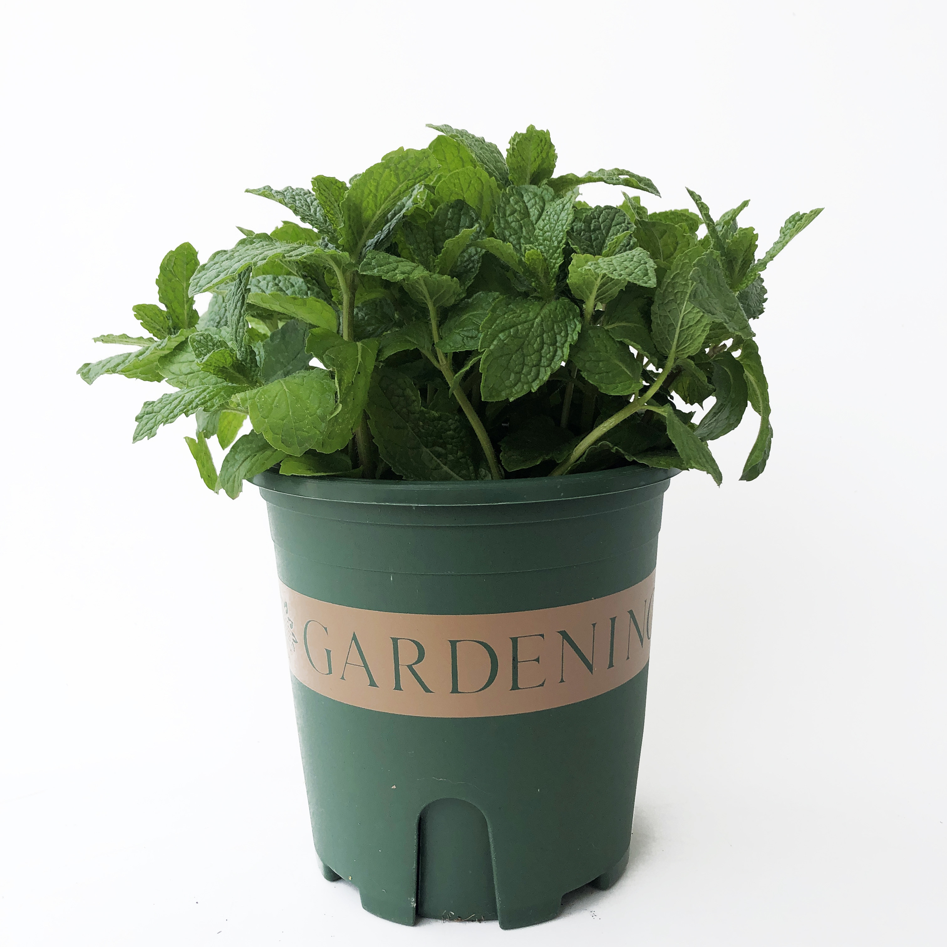 薄荷盆栽可食用苗室内驱蚊草迷迭香水培植物办公室花卉绿植驱蚊草