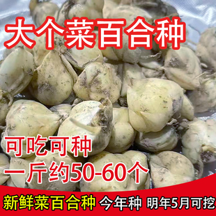 新鲜大个食用百合种子种球花菜百合种苗非野生香水百合食用百合