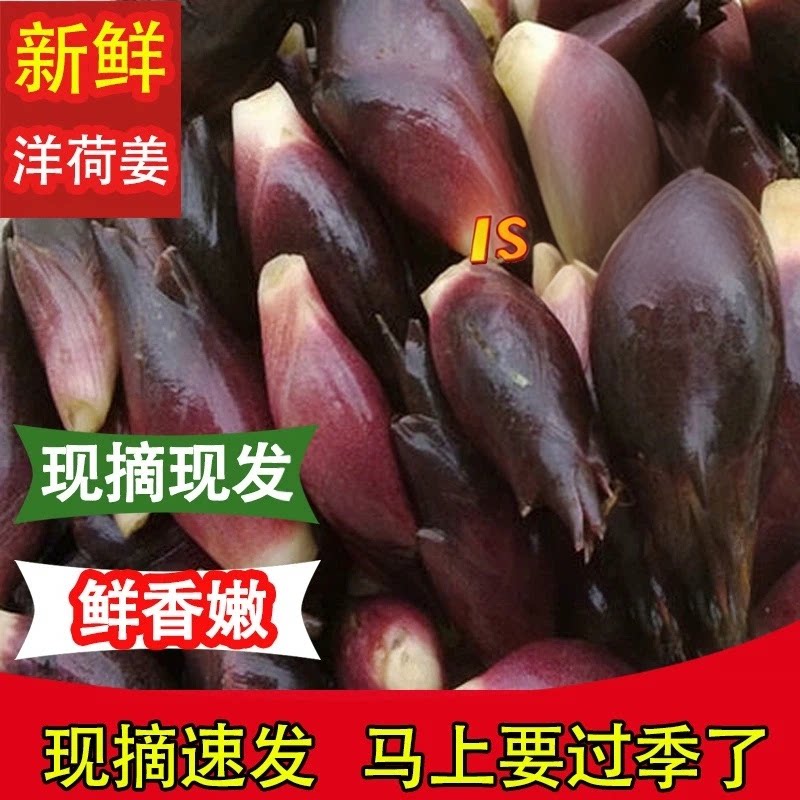 阳荷新鲜包邮野生阳荷姜阳霍洋火姜 茗荷 野洋荷姜