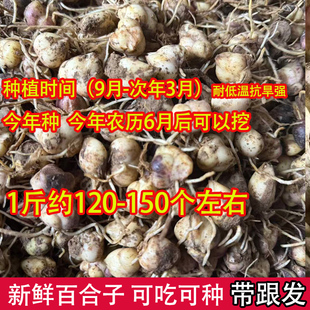 新鲜食用百合种子种球花种苗 非野生香水百合 新鲜食用百合种子