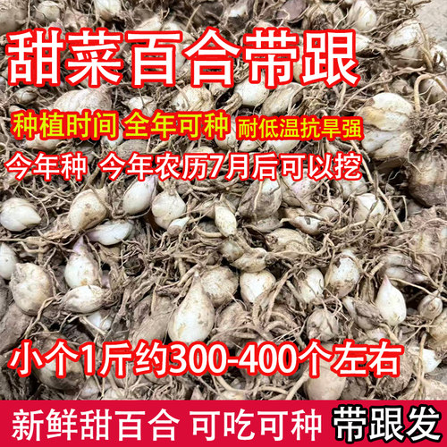 新鲜食用百合球花种苗 非野生香水百合 新鲜食用百合可吃可种