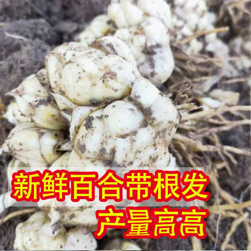 百合新鲜食用菜百合花可种可吃苗非香水百合食用百合子新鲜百合