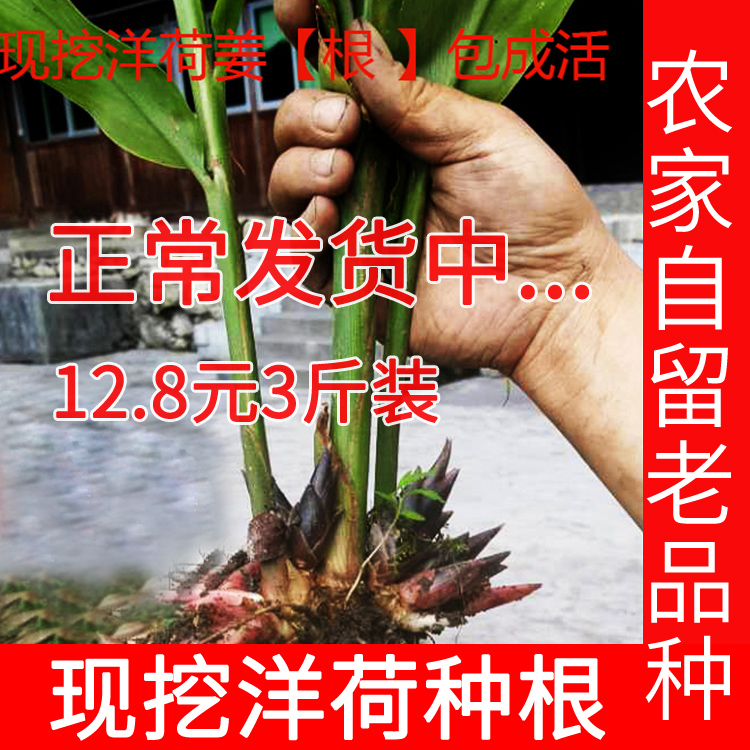 山姜花价格 山姜花图片 星期三 山姜花价格 山姜花图片 星期三