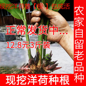 新鲜莲花姜价格 新鲜莲花姜图片 星期三