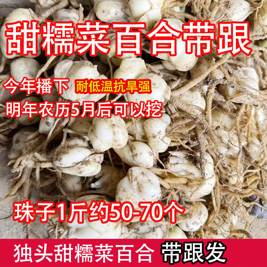 甜糯菜百合不苦新鲜食用菜百合花可种可吃苗非香水百合食用百合子