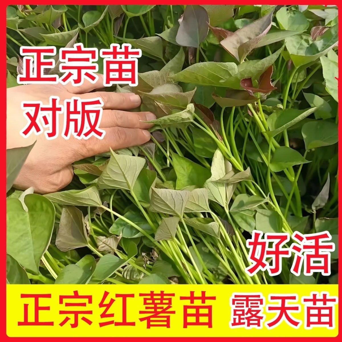 新鲜红薯苗红心红薯苗地瓜苗糖心番薯苗烟薯西瓜红蜜薯