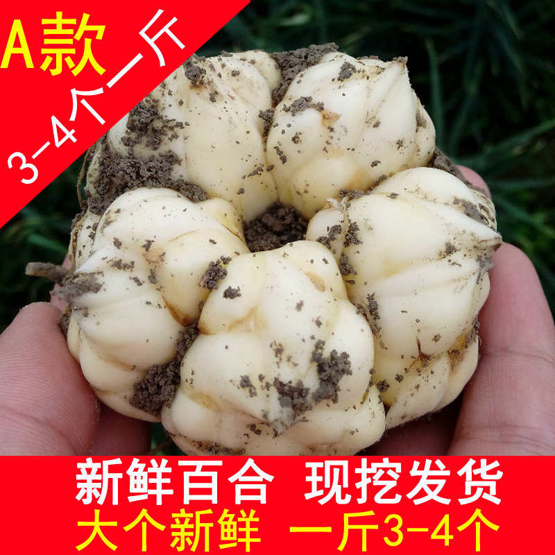 新鲜现挖微苦非龙山宜兴百合正宗新鲜可食用优选新鲜食用百合