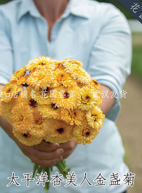 有益益虫花卉金盏菊种子太平洋杏美人10粒美国进口切花种子易种植