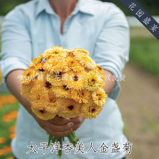 有益益虫花卉金盏菊种子太平洋杏美人10粒美国进口切花种子易种植