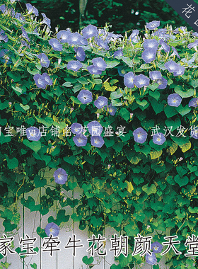5粒传家宝朝颜天堂蓝牵牛花可留种burpee进口