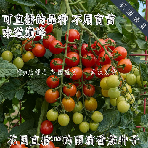 F1非常甜的樱桃番茄 雨滴 可直播不用育苗 burpee进口