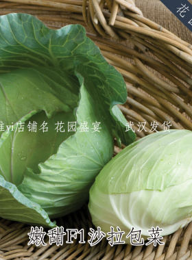 嫩甜！沙拉包菜圆白菜甘蓝嫩甜种子卷心菜美国进口蔬菜盆地栽