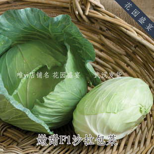嫩甜!沙拉包菜圆白菜甘蓝嫩甜种子卷心菜美国进口蔬菜盆地栽