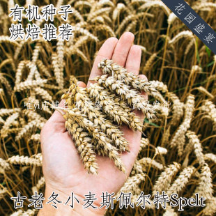 古老冬小麦斯佩尔特Spelt 有机进口种子 烘焙推荐超级美味 可留种