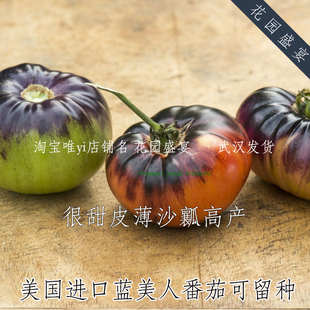 传家宝番茄蓝美人种子3粒沙瓤皮薄味甜美国进口可留种非国产 A55