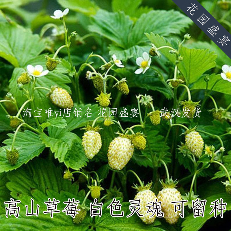 50粒种子可留种高山草莓白色灵魂盆栽地栽香甜糯高产耐寒多年生
