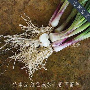 传家宝可留种威尔士红色香葱小葱种子特别香耐半阴春秋播种