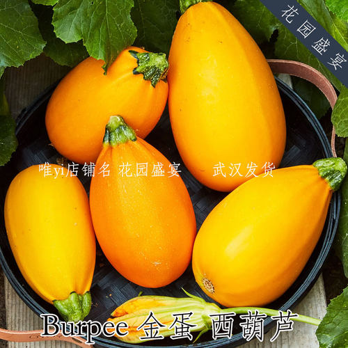 F1鲜美西葫芦 金蛋 burpee进口