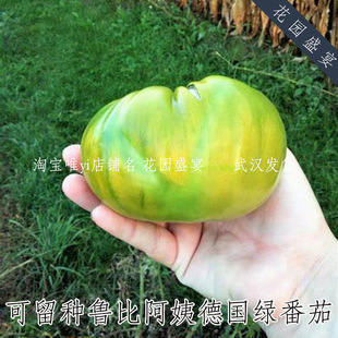 有机3粒种子传家宝可留种鲁比阿姨德国绿番茄美国进口香甜多汁