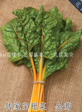 橙色瑞士甜菜 金莺 进口蔬菜种子 可留种 牛皮菜唐莴苣