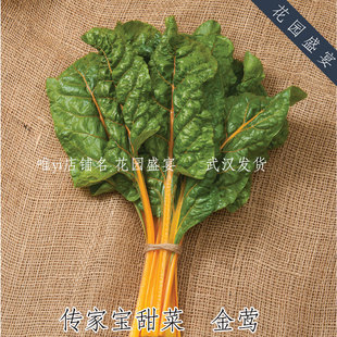 橙色瑞士甜菜 金莺 进口蔬菜种子 可留种 牛皮菜唐莴苣