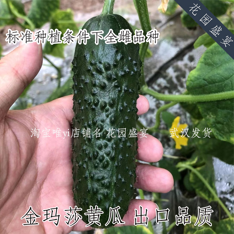 花园盛宴黑黄瓜全雌出口