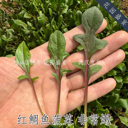 买1送1 F1红脉小叶菠菜种子红鲷鱼进口盆栽地栽