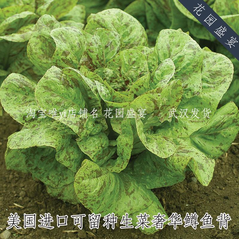 有机可留种生菜奢华鳟鱼龙骑兵