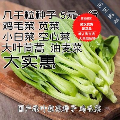 秋季菜种子小白菜鸡毛菜大叶茼蒿