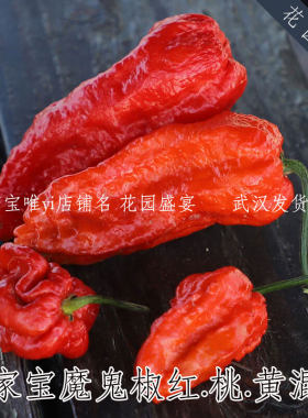 花园盛宴传家宝辣椒魔鬼椒