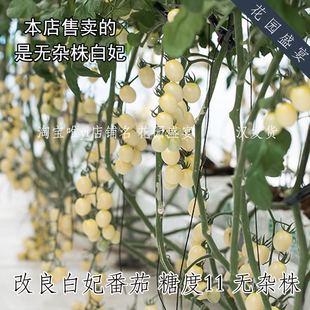 母猪!纯甜!F1高纯度白妃番茄种子 高糖11抗病多产 适合新手