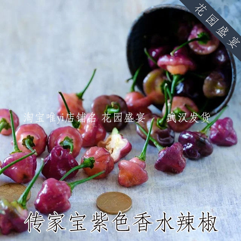 巴西传家宝可留种辣椒种子紫色香水宝石辣椒进口蔬菜盆栽地栽,鲜花速递/花卉仿真/绿植园艺,家庭园艺种子,淘宝优惠券,粉丝福利购,淘宝优惠卷