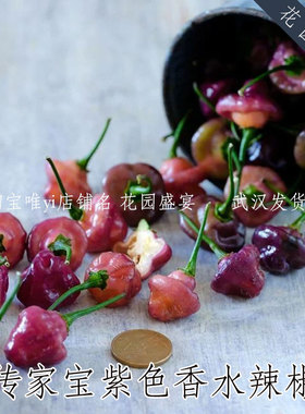 巴西传家宝可留种辣椒种子紫色香水宝石辣椒进口蔬菜盆栽地栽