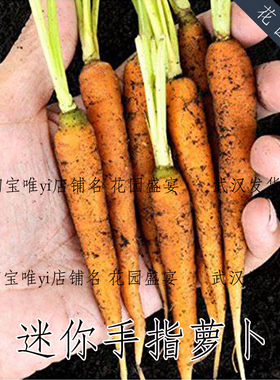 约200粒种子盆栽迷你手指胡萝卜种子美国burpee进口鲜食品种