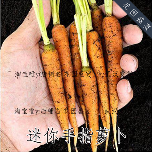约200粒种子盆栽迷你手指胡萝卜种子美国burpee进口鲜食品种