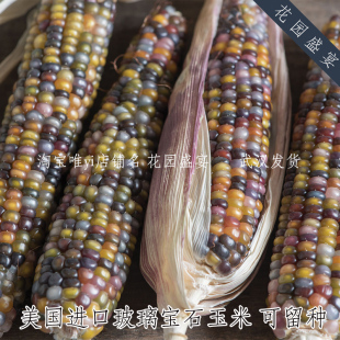 可留种玻璃宝石彩色玉米种子6粒 文玩玉米 进口种