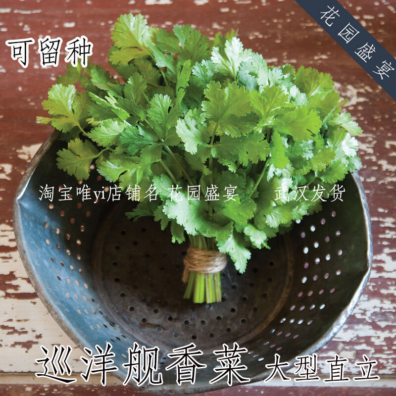 可留种香菜种子巡洋舰30粒 大型直立大叶 进口种子 盆栽地栽
