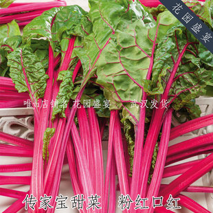 瑞士甜菜 粉红口红 进口蔬菜种子 可留种 牛皮菜唐莴苣