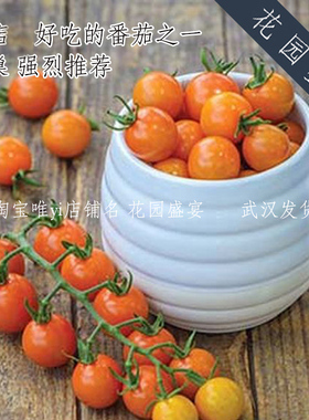 F1经典甜樱桃番茄蜂巢种子保真美国BURPEE进口种子丰产抗病好吃A1