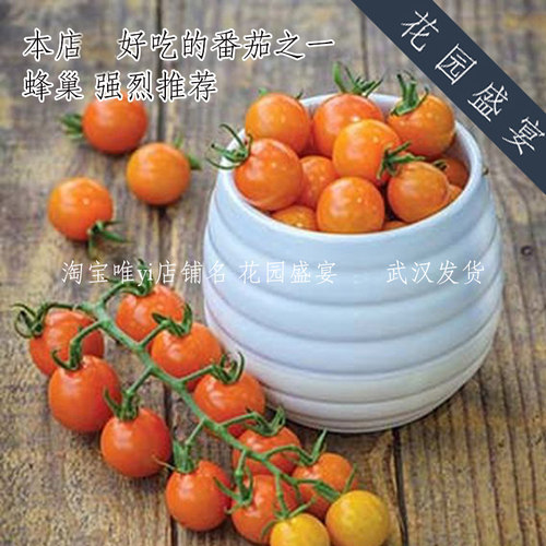 番茄美国进口种子经典甜品种