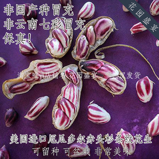 传家宝花生厄瓜多尔赤头杉条纹种4粒可留种可盆栽美国进口非国产