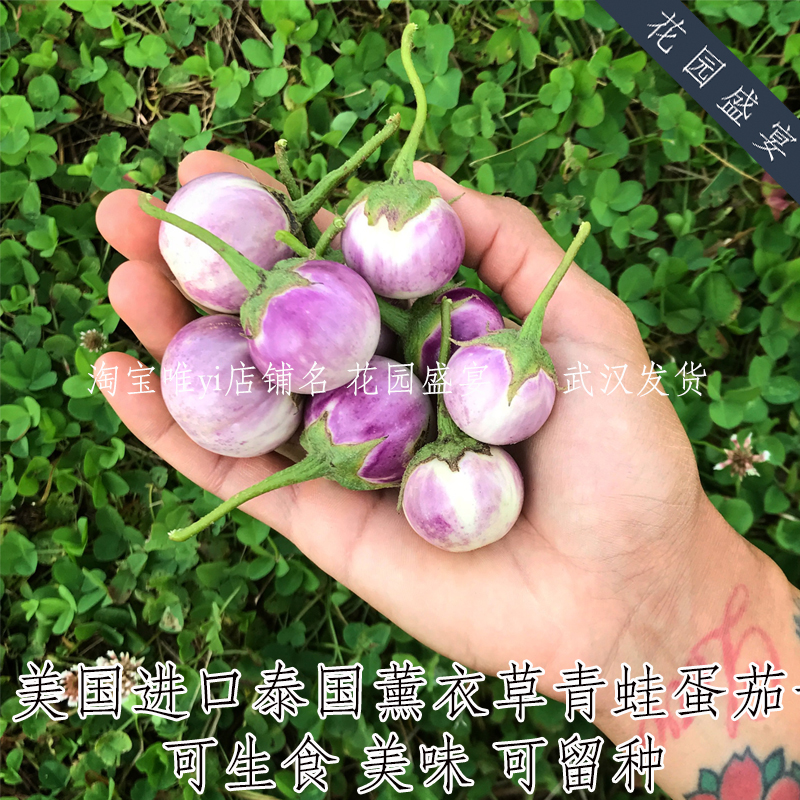 花园盛宴可留种小茄子生食