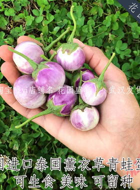 可留种生食茄子泰国薰衣草青蛙蛋小茄子传家宝极其耐热