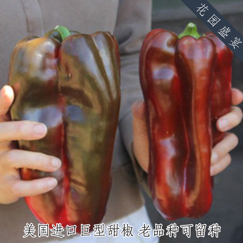 传家宝巨型甜椒 西班牙猛犸象 抗病多产 进口蔬菜种子 可留种,鲜花速递/花卉仿真/绿植园艺,家庭园艺种子,淘宝优惠券,粉丝福利购,淘宝优惠卷