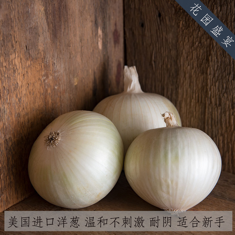 白洋葱种子温和不刺激甜布兰卡山脉种子20粒进口生食进口种