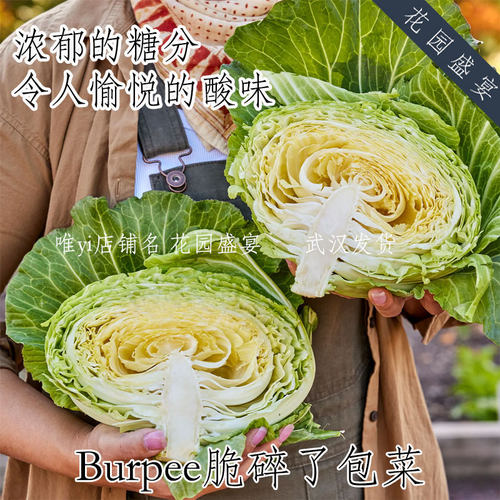 脆碎了！包菜圆白菜 Burpee进口蔬菜种子 传家宝