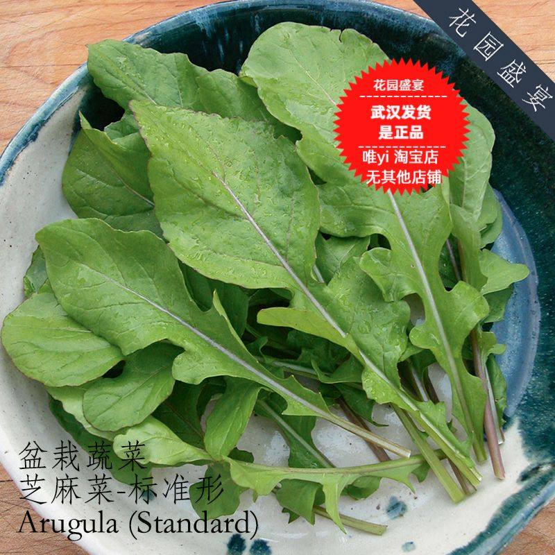 蔬菜宽叶标准美国春秋非转盆栽图片