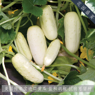 有机种可留种盐和胡椒椒盐黄瓜种子 老品种 进口种子