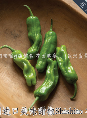 shishito甜椒辣椒进口种子