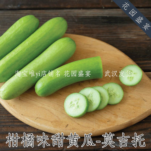 F1高产黄瓜种子莫吉托清甜柑橘味进口种子